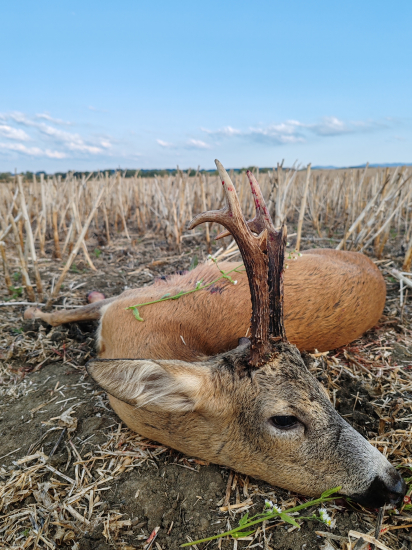 Keď je zvuk lásky osudný