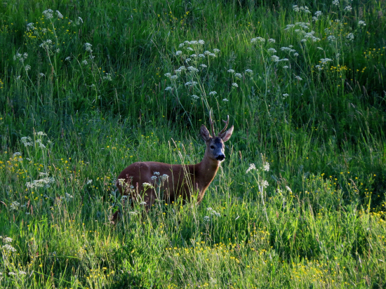 Krivý parôžtek...