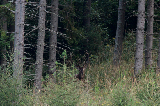 Nachystaný na ruju...