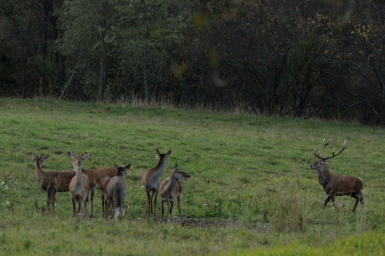 Ešte s jelenicami, ale už ticho...