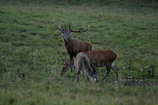 Včera ticho dnes opäť ručal...