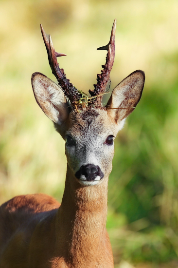 Za hlasom rujnej srny