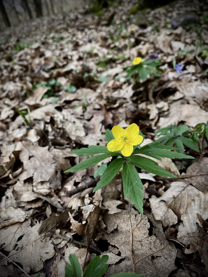 Veternica iskerníkovitá…