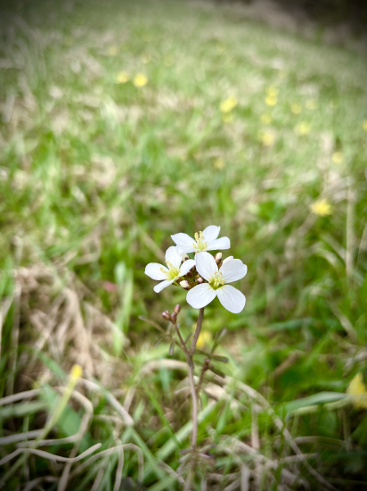 Žerušnica lúčna…