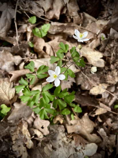 Veterník žltuškovitý…