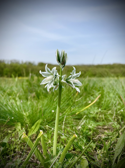 Bledavka boucheova…