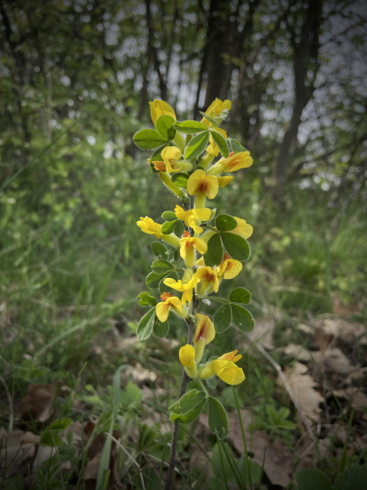 Zanoväť trojkvetá…