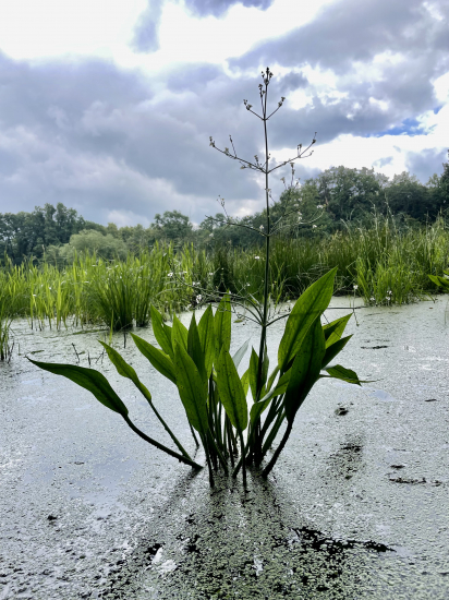 Žabník skorocelový… v prirodzenom prostredí