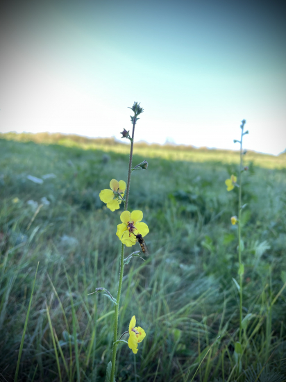 Divozel červikový, Divozel švábový