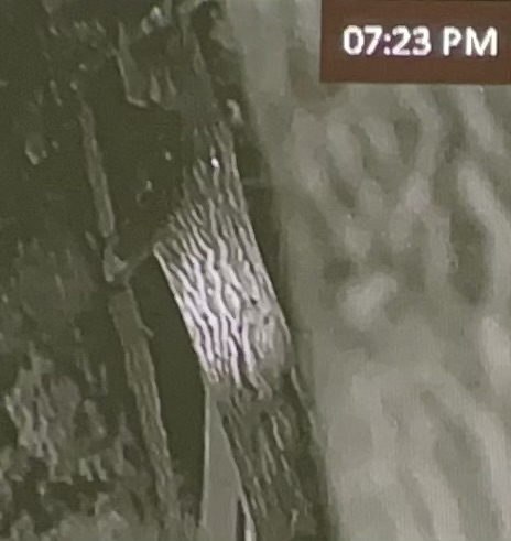 Takto si kúria sršne- foto cez termo…