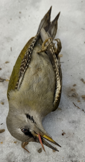 Silvestrovská pyrotechnika