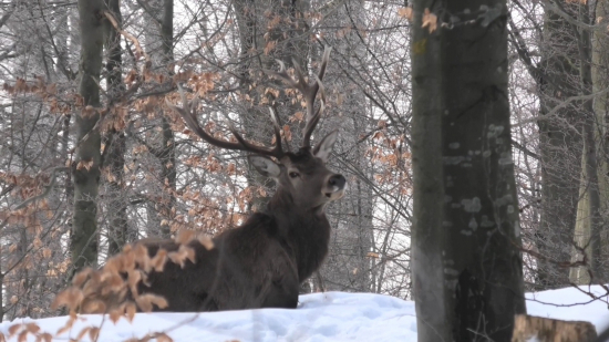 Što pánko, dobré ránko