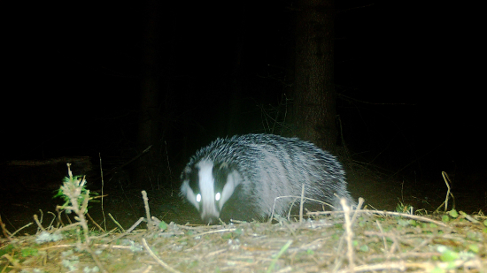 Vystrčil ňufáčik z nory