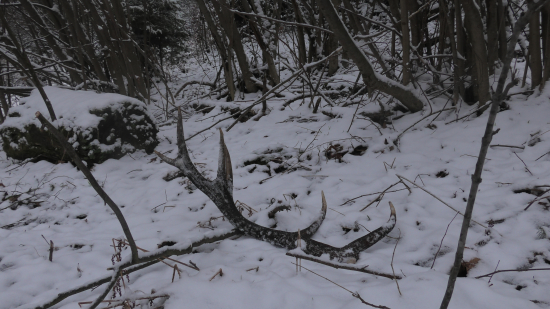 Fešák pod lieskami