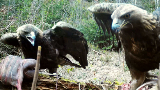 Odpáľ, teraz žeriem ja!