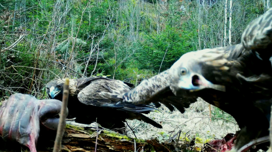 Orlia párty vhoooooooa!