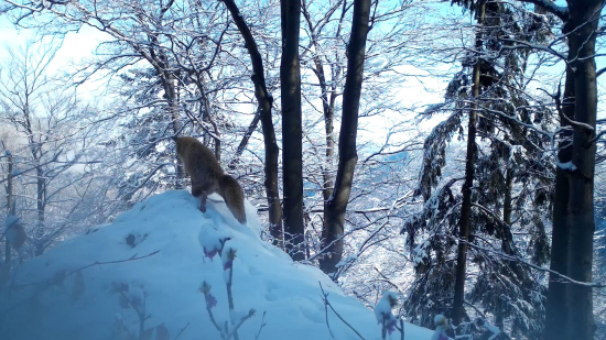 Cvrkla si na hrebeni