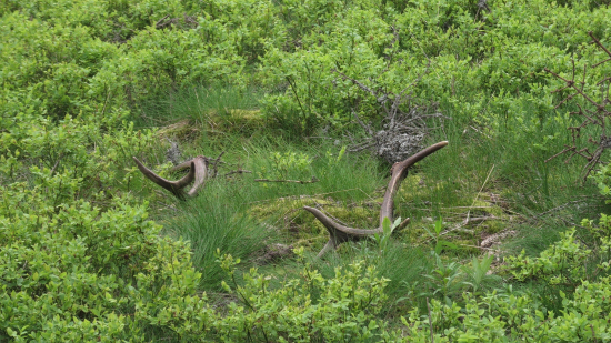 Párik na májovom koberčeku