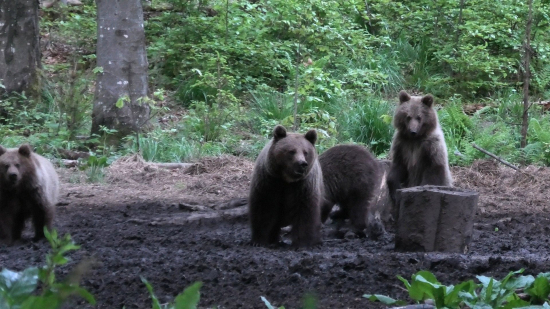 Mamina s trojčatami