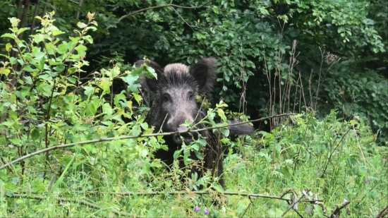 Bachynka si ma obzerá