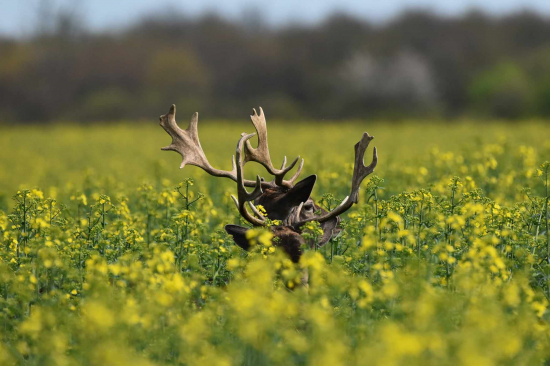 V rozkvitnutom zlate