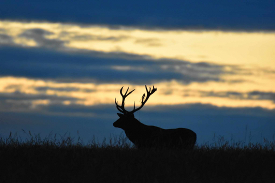 Za súmraku sa to ozýva