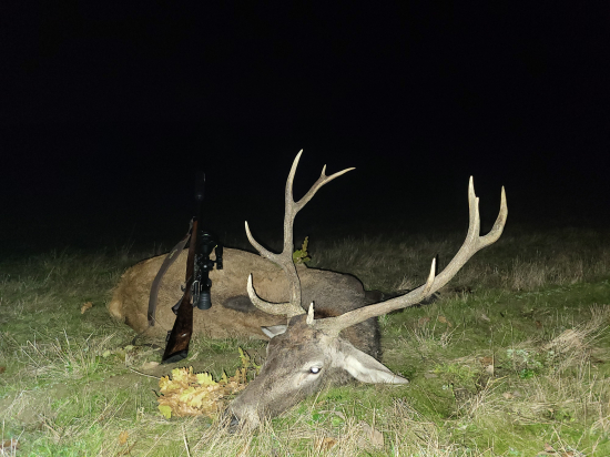 Polovične korunový