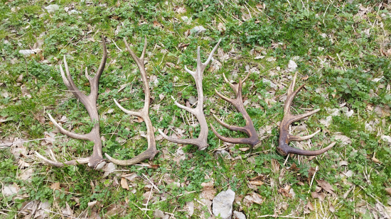 Keď im nájdeš hniezdo