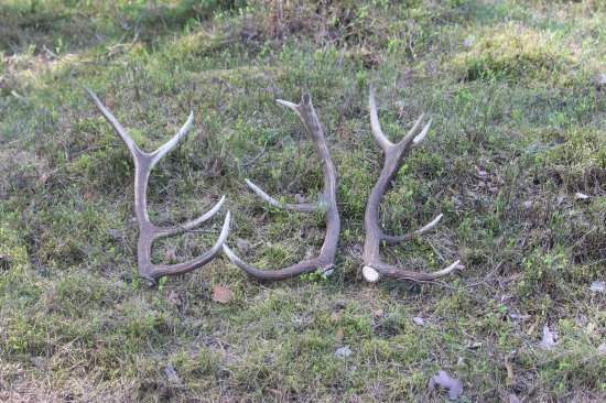 dnešní trojnásobné štěstí