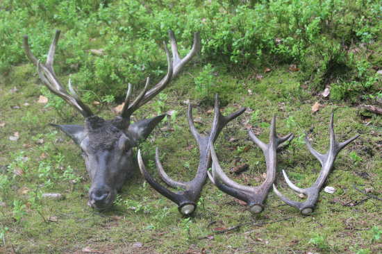 dnešní vycházka, ale toho jelena je škoda