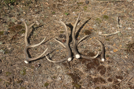 dnes už jen slabší shozy