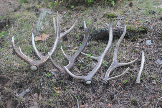 páteční vycházka