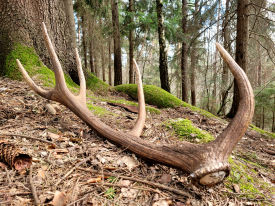 ...ranné prekvapenie 2.8 kg...