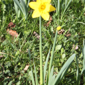 Narcis žlutý