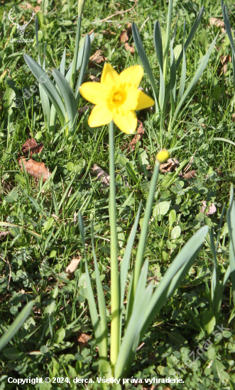 Narcis žlutý