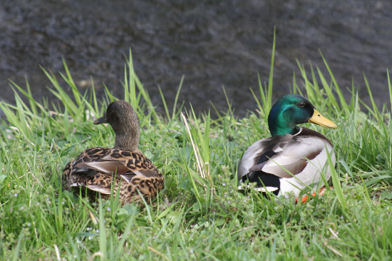 Nesouhlasím s tebou