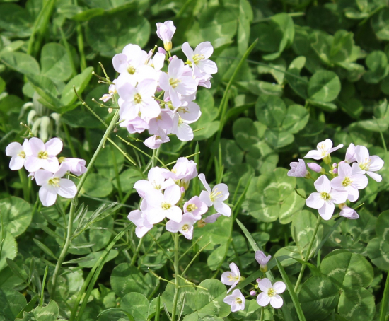 Potočnice lékařská