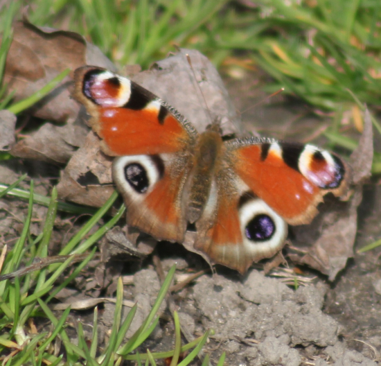 Babočka paví oko