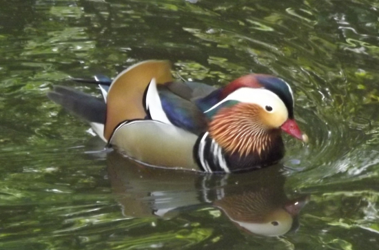 Kachnička mandarinská