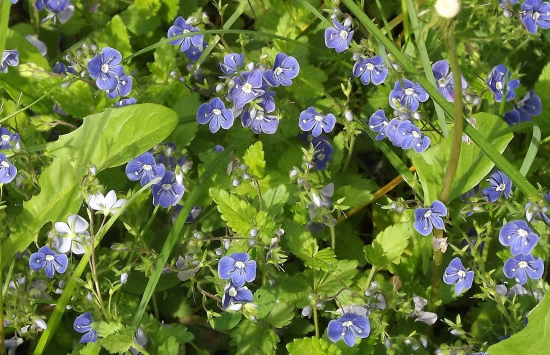 Rozrazil douškolistý