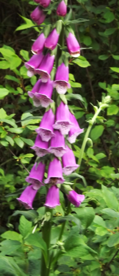 Náprstník červený