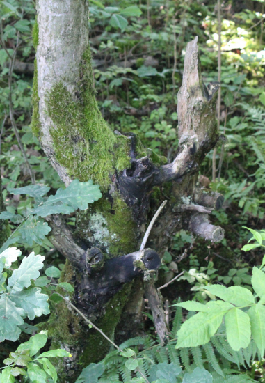 Přírodní tvořivost