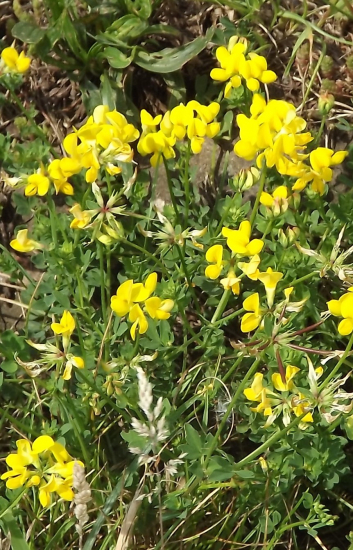 Śtírovník růžkatý