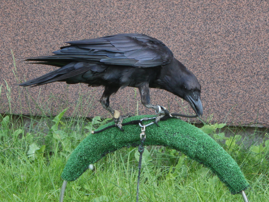 Už mě to tady nebaví.