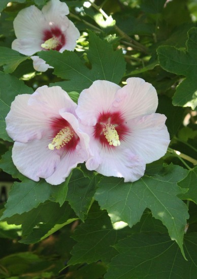 Uź zase pomlouvají.