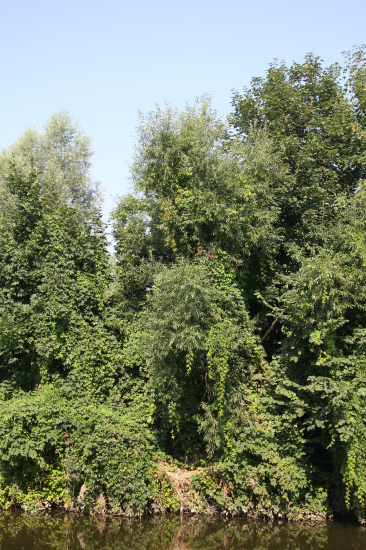 Přírodní fantazie