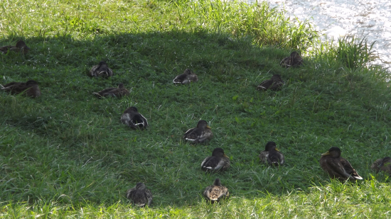 Odpočinek ve stínu