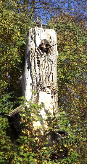 Přírodní fantazie