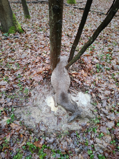 Neskúsené srnča...