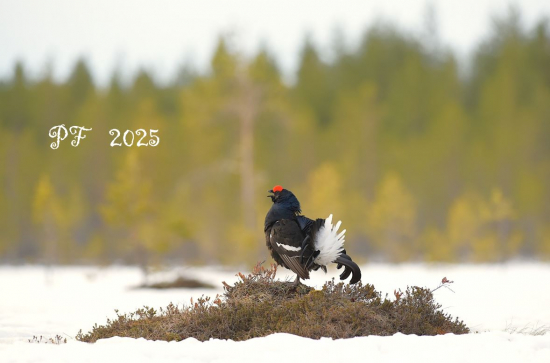 Krásne sviatky a dobré svetlo v novom roku